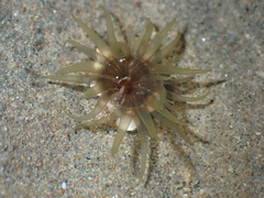 Isactinia olivacea