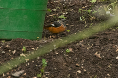 Phoenicurus auroreus