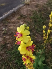 Verbascum nigrum