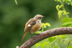 Phoenicurus auroreus