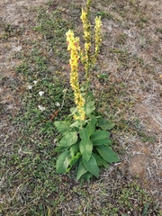 Verbascum nigrum