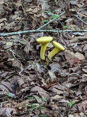 Retiboletus ornatipes