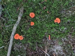 Cantharellus cinnabarinus