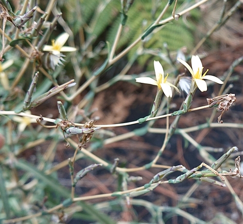 Lactuca viminea image