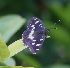 Limenitis reducta