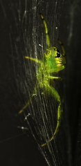 Bijoaraneus praesignis