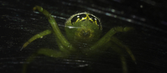 Bijoaraneus praesignis