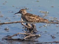 Calidris subminuta