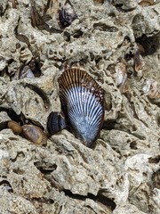 Mytilidae