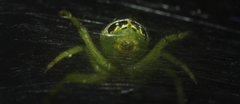Bijoaraneus praesignis