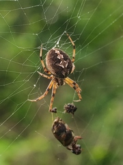 Neoscona theisi