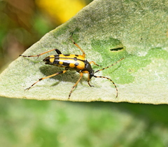 Rutpela maculata