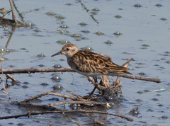 Calidris subminuta