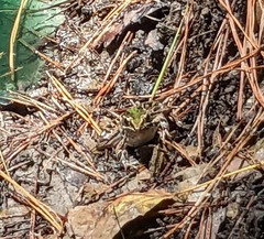 Lithobates sphenocephalus