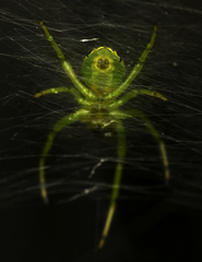 Bijoaraneus praesignis