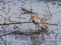 Calidris subminuta