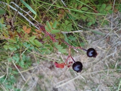 Rosa spinosissima