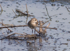 Calidris subminuta