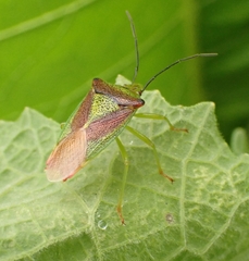 Acanthosoma haemorrhoidale