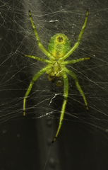 Bijoaraneus praesignis