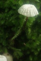 Marasmius rotula