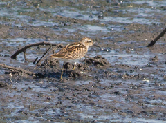 Calidris subminuta