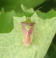 Acanthosoma haemorrhoidale