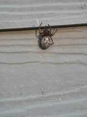 Larinioides cornutus