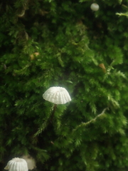 Marasmius rotula