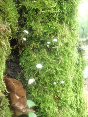 Marasmius rotula