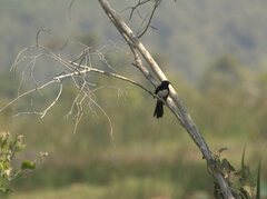 Rhipidura leucophrys