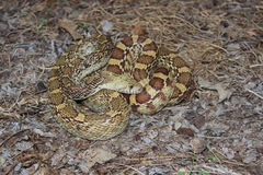 Pituophis catenifer