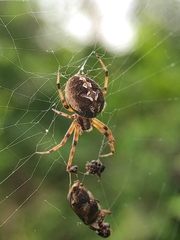 Neoscona theisi