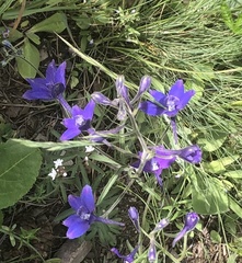Delphinium bicolor