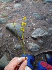 Scheuchzeria palustris
