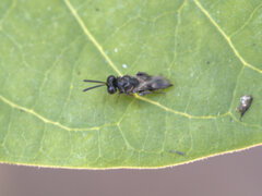 Chalcididae
