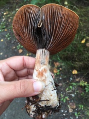Basidiomycota