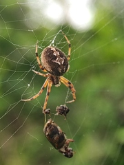 Neoscona theisi