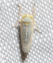 Macrosteles