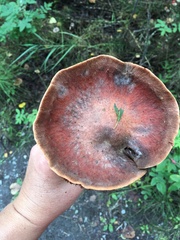 Basidiomycota