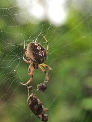 Neoscona theisi