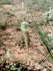Ptilotus polystachyus