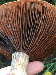 Basidiomycota