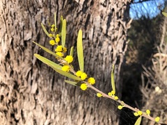 Acacia montana