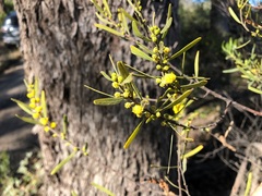 Acacia montana