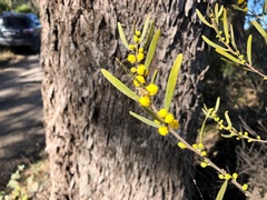 Acacia montana