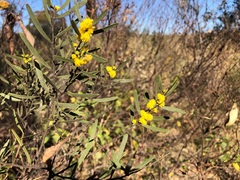Acacia montana