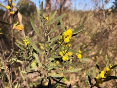 Acacia montana