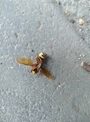 Vespa orientalis