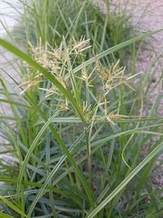 Cyperus eragrostis